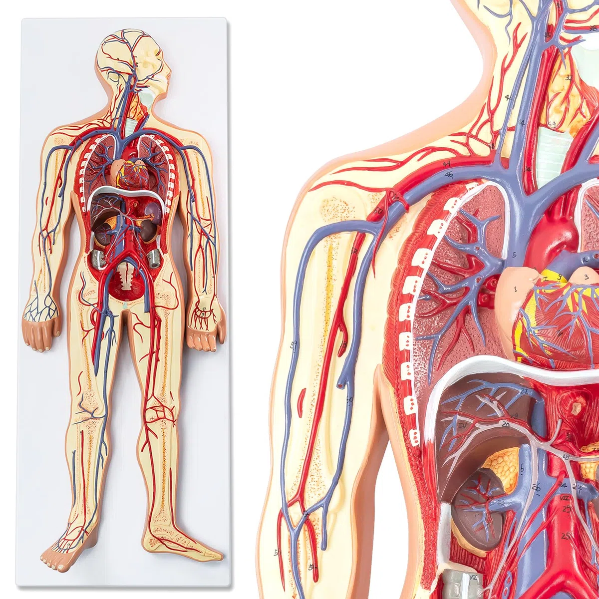 Menschliches Anatomie-Kreislaufsystemmodell, 1:2 Halb-Lebensgröße