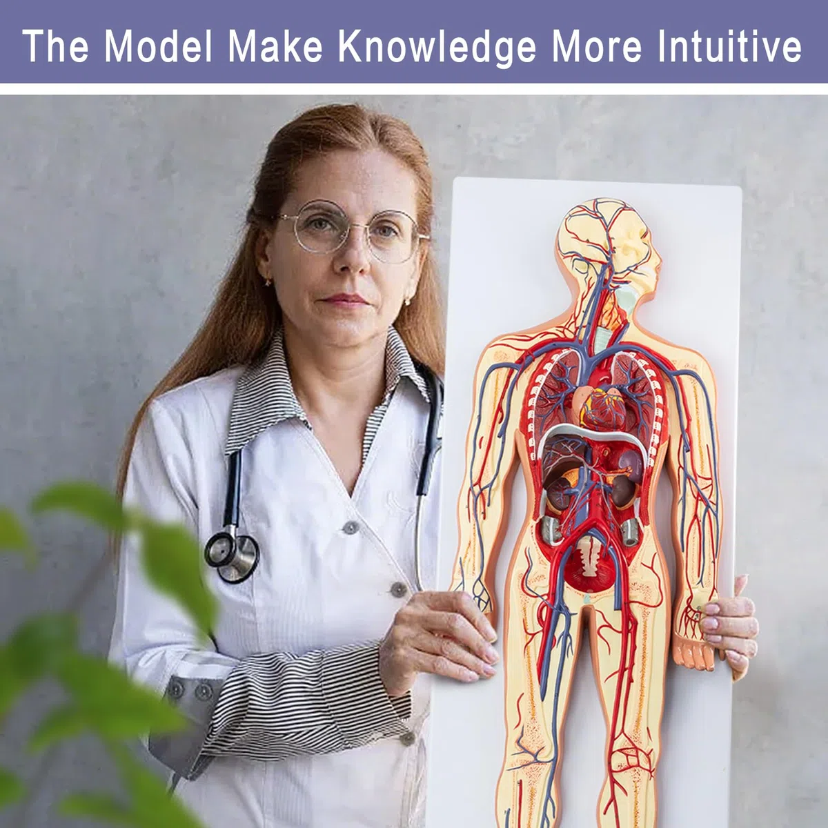 Menschliches Anatomie-Kreislaufsystemmodell, 1:2 Halb-Lebensgröße