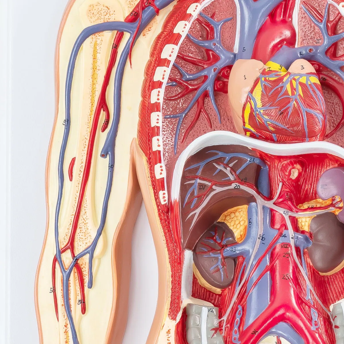 Menschliches Anatomie-Kreislaufsystemmodell, 1:2 Halb-Lebensgröße